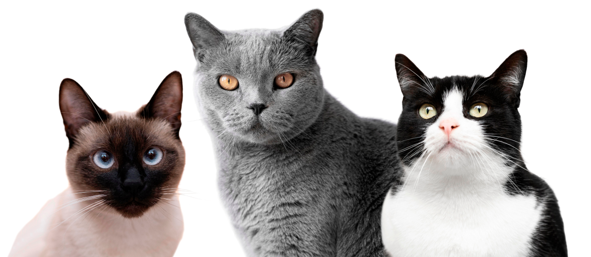 Fotos de gatinhos olhando para a tela